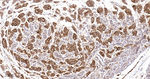 PAG1 Antibody in Immunohistochemistry (Paraffin) (IHC (P))