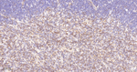 PAG1 Antibody in Immunohistochemistry (Paraffin) (IHC (P))