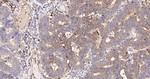 PAG1 Antibody in Immunohistochemistry (Paraffin) (IHC (P))