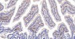 PAG1 Antibody in Immunohistochemistry (Paraffin) (IHC (P))