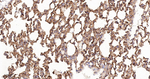PAG1 Antibody in Immunohistochemistry (Paraffin) (IHC (P))