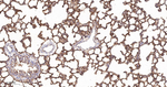 PAG1 Antibody in Immunohistochemistry (Paraffin) (IHC (P))