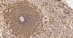 PAG1 Antibody in Immunohistochemistry (Paraffin) (IHC (P))