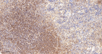 PAG1 Antibody in Immunohistochemistry (Paraffin) (IHC (P))