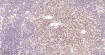 PAG1 Antibody in Immunohistochemistry (Paraffin) (IHC (P))
