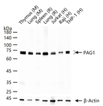 PAG1 Antibody in Western Blot (WB)