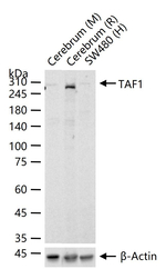 TAF1 Recombinant Rabbit Monoclonal Antibody (1C9)