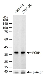 PCBP1 Antibody in Western Blot (WB)