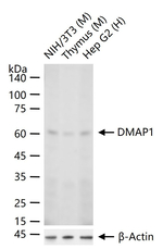 DMAP1 Antibody in Western Blot (WB)