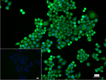 CC2D1A Recombinant Rabbit Monoclonal Antibody (10F8)