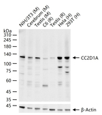 CC2D1A Antibody in Western Blot (WB)