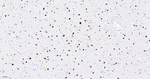 CIRBP Antibody in Immunohistochemistry (Paraffin) (IHC (P))