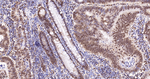 CIRBP Antibody in Immunohistochemistry (Paraffin) (IHC (P))