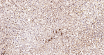 CIRBP Antibody in Immunohistochemistry (Paraffin) (IHC (P))
