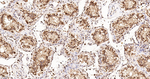 CIRBP Antibody in Immunohistochemistry (Paraffin) (IHC (P))
