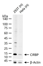 CIRBP Antibody in Western Blot (WB)