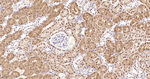 AHCY Antibody in Immunohistochemistry (Paraffin) (IHC (P))