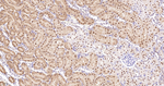 AHCY Antibody in Immunohistochemistry (Paraffin) (IHC (P))