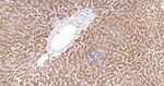 AHCY Antibody in Immunohistochemistry (Paraffin) (IHC (P))