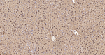 AHCY Antibody in Immunohistochemistry (Paraffin) (IHC (P))