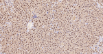 AHCY Antibody in Immunohistochemistry (Paraffin) (IHC (P))
