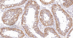 AHCY Antibody in Immunohistochemistry (Paraffin) (IHC (P))