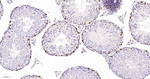 AHCY Antibody in Immunohistochemistry (Paraffin) (IHC (P))