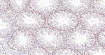 AHCY Antibody in Immunohistochemistry (Paraffin) (IHC (P))