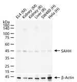 AHCY Antibody in Western Blot (WB)