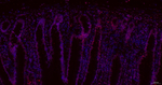 H2BK12cr Antibody in Immunohistochemistry (Paraffin) (IHC (P))
