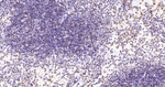 H2BK12cr Antibody in Immunohistochemistry (Paraffin) (IHC (P))