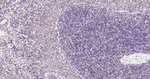 H2BK12cr Antibody in Immunohistochemistry (Paraffin) (IHC (P))