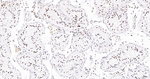 H2BK12cr Antibody in Immunohistochemistry (Paraffin) (IHC (P))