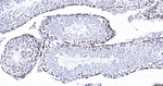 H2BK12cr Antibody in Immunohistochemistry (Paraffin) (IHC (P))