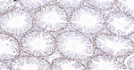 H2BK12cr Antibody in Immunohistochemistry (Paraffin) (IHC (P))