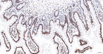 H2BK12cr Antibody in Immunohistochemistry (Paraffin) (IHC (P))