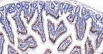 H2BK12cr Antibody in Immunohistochemistry (Paraffin) (IHC (P))