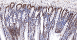 H2BK12cr Antibody in Immunohistochemistry (Paraffin) (IHC (P))