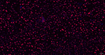H2BK12cr Antibody in Immunohistochemistry (Paraffin) (IHC (P))