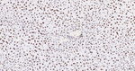 H2BK12cr Antibody in Immunohistochemistry (Paraffin) (IHC (P))