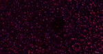 H2BK12cr Antibody in Immunohistochemistry (Paraffin) (IHC (P))