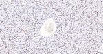 H2BK12cr Antibody in Immunohistochemistry (Paraffin) (IHC (P))