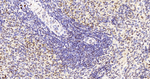 H2BK12cr Antibody in Immunohistochemistry (Paraffin) (IHC (P))
