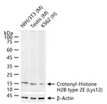H2BK12cr Antibody in Western Blot (WB)