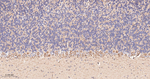 ACSL4 Antibody in Immunohistochemistry (Paraffin) (IHC (P))