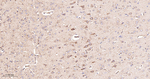 ACSL4 Antibody in Immunohistochemistry (Paraffin) (IHC (P))