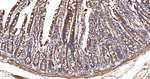 ACSL4 Antibody in Immunohistochemistry (Paraffin) (IHC (P))