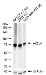 ACSL4 Antibody in Western Blot (WB)