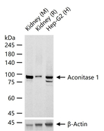 Aconitase 1 Antibody in Western Blot (WB)