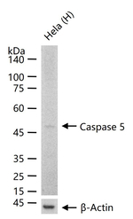 Caspase 5 Antibody in Western Blot (WB)